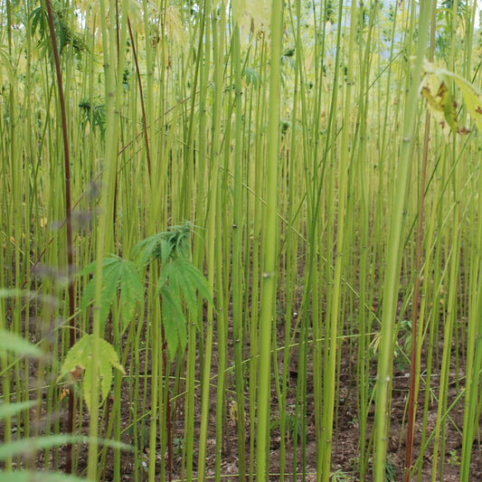 MEET THE MAKER - HEMP FORTEX
