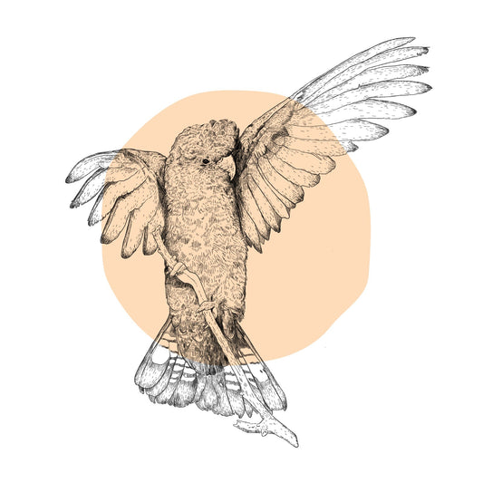 THE GLOSSY BLACK-COCKATOO PROJECT